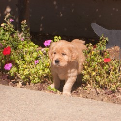 Orange puppy.