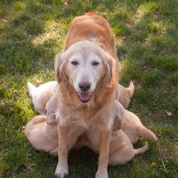 Dream and her puppies.