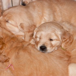 Yellow puppy.