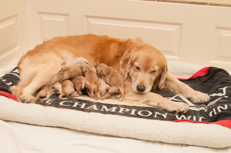 Sliver and her puppies.