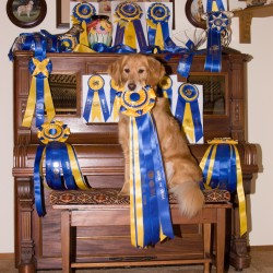 6/25/2005. Dream with all of her Novice Obedience ribbons. Photo by Chris Anderson.