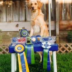 Cookie with her Obedience awards.