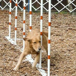 Bungee training for Agility.