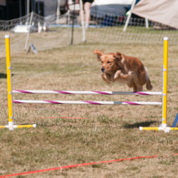 Glimmer in Agility.