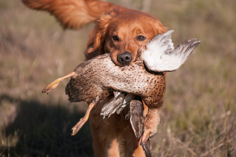 Snap carrying a bird.