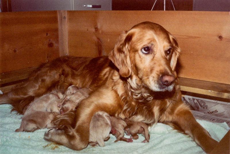 Bo with her puppies.