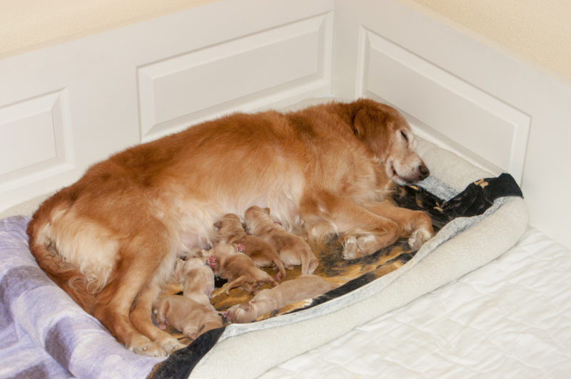 Dream with her puppies.