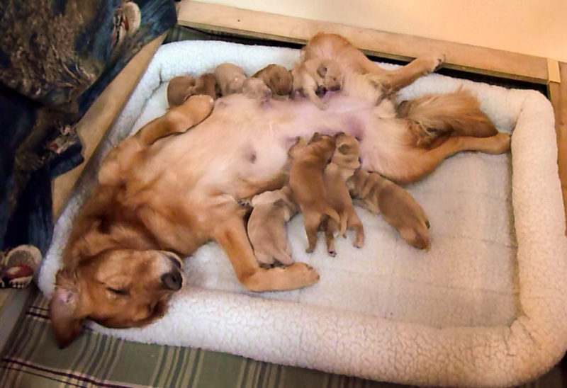 Bungee with her puppies.