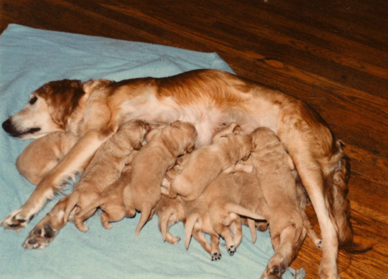 Tess with her puppies.
