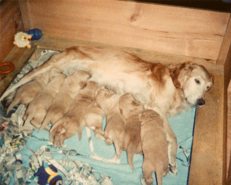 Tess with her puppies.
