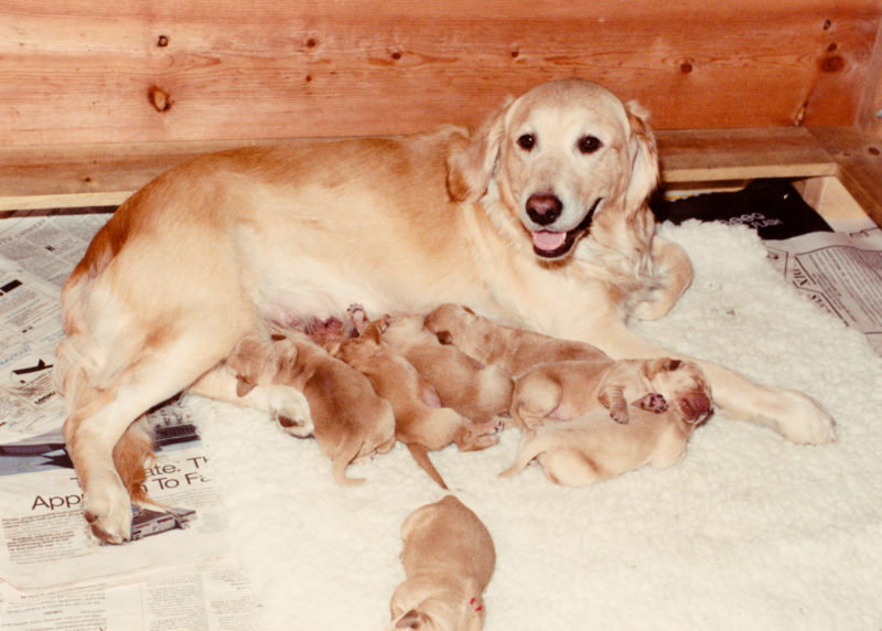 Kellie with her puppies.