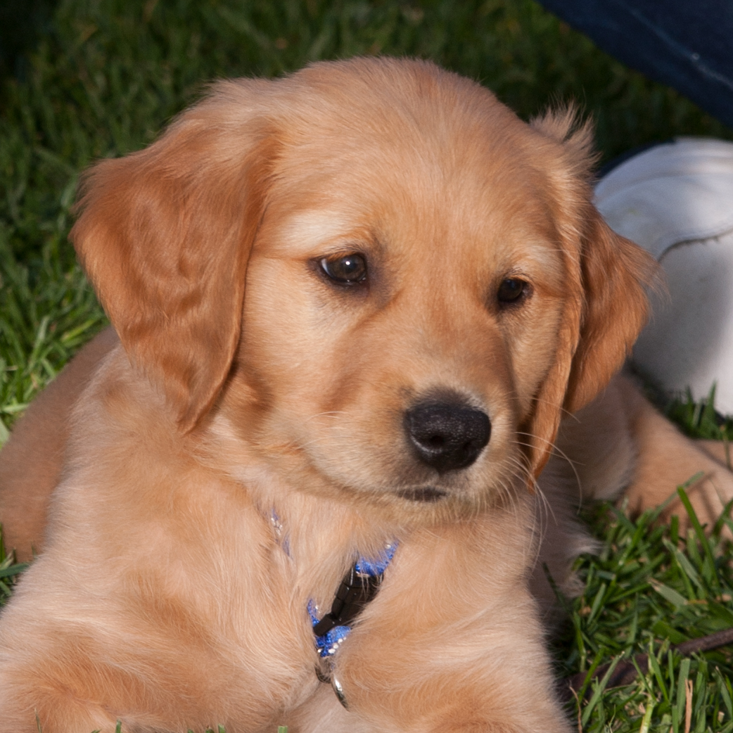 Portrait of puppy.