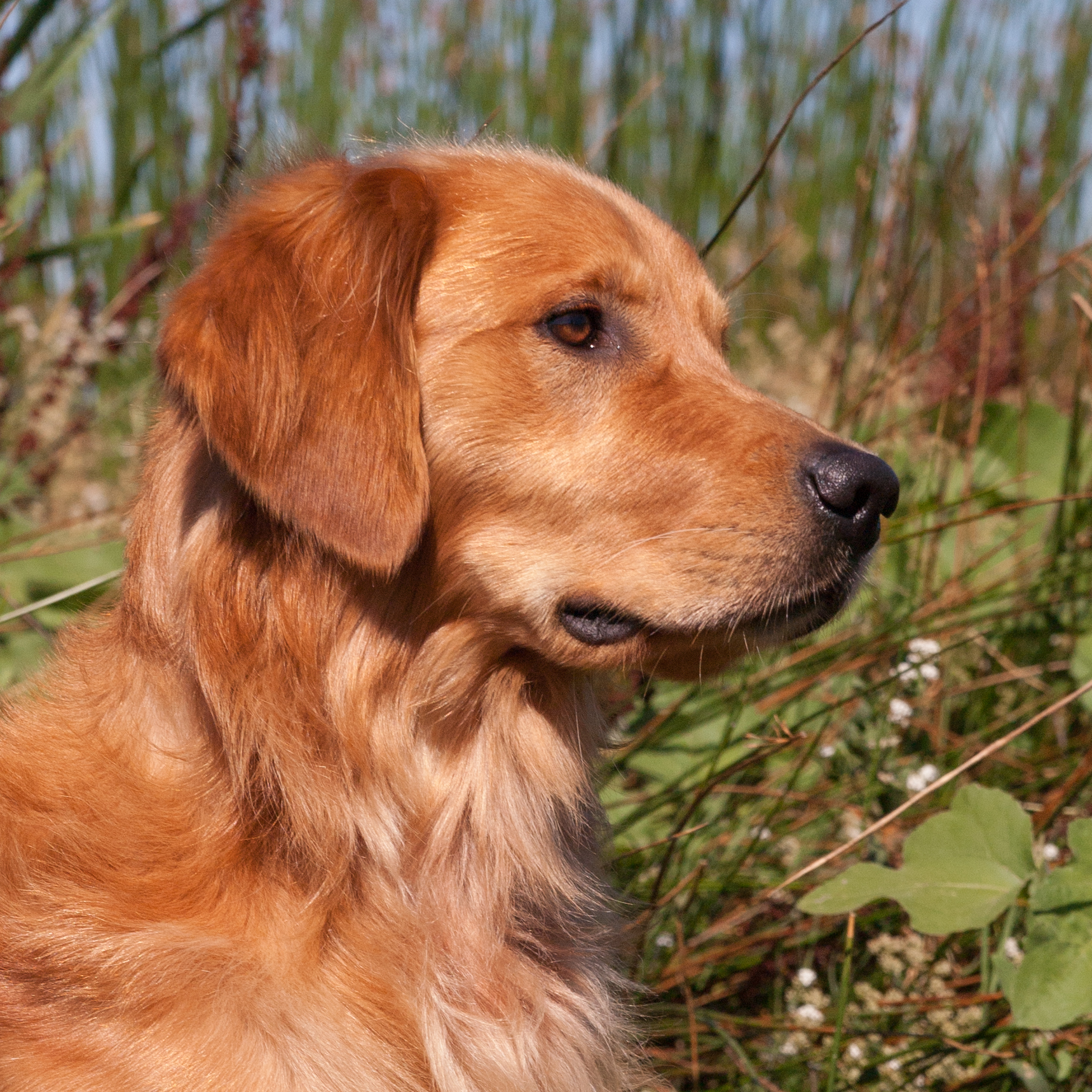 Portrait of puppy.