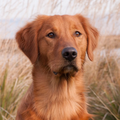 Portrait of dog.