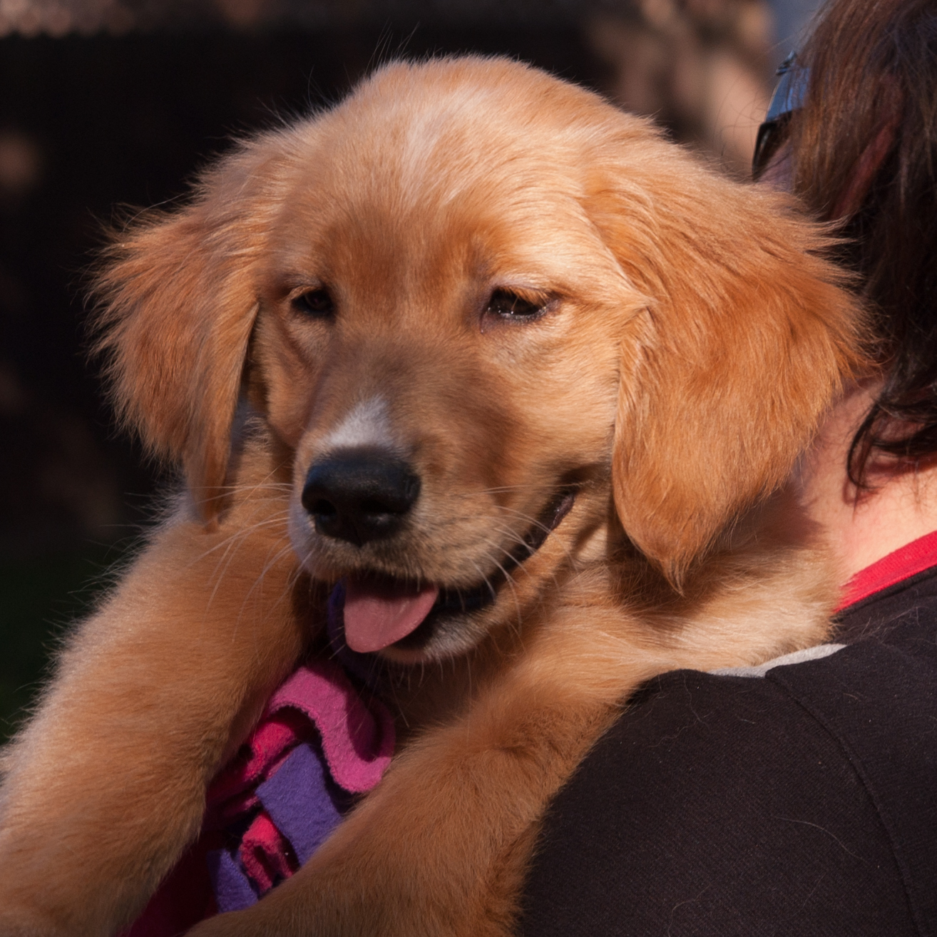 Portrait of puppy.