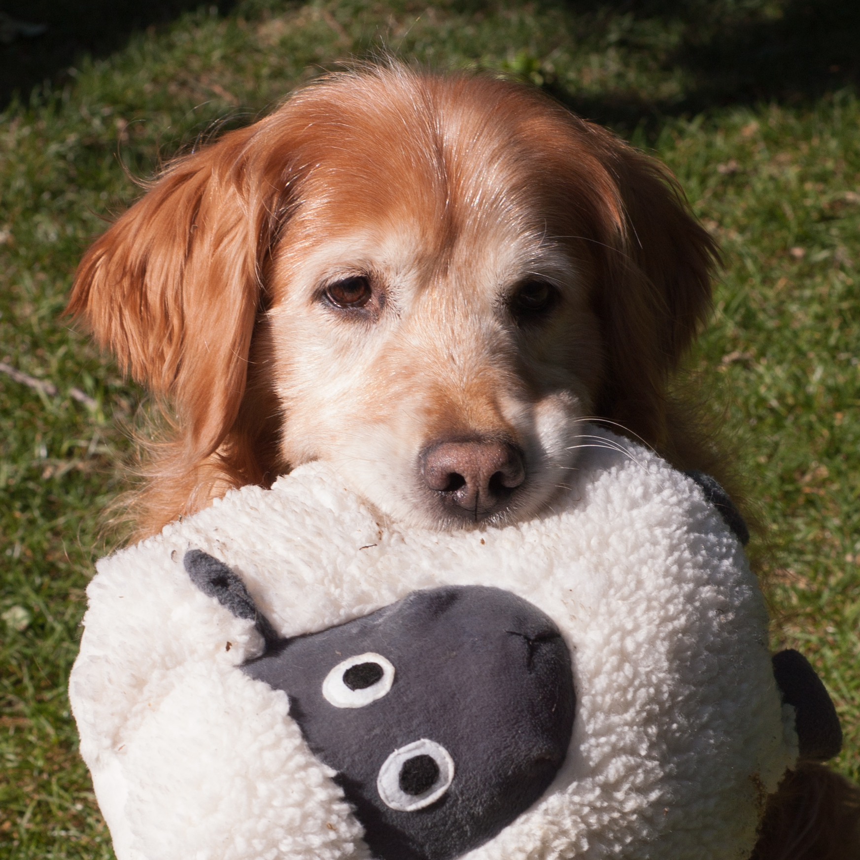 Portrait of puppy.