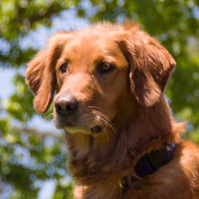 Portrait of dog.