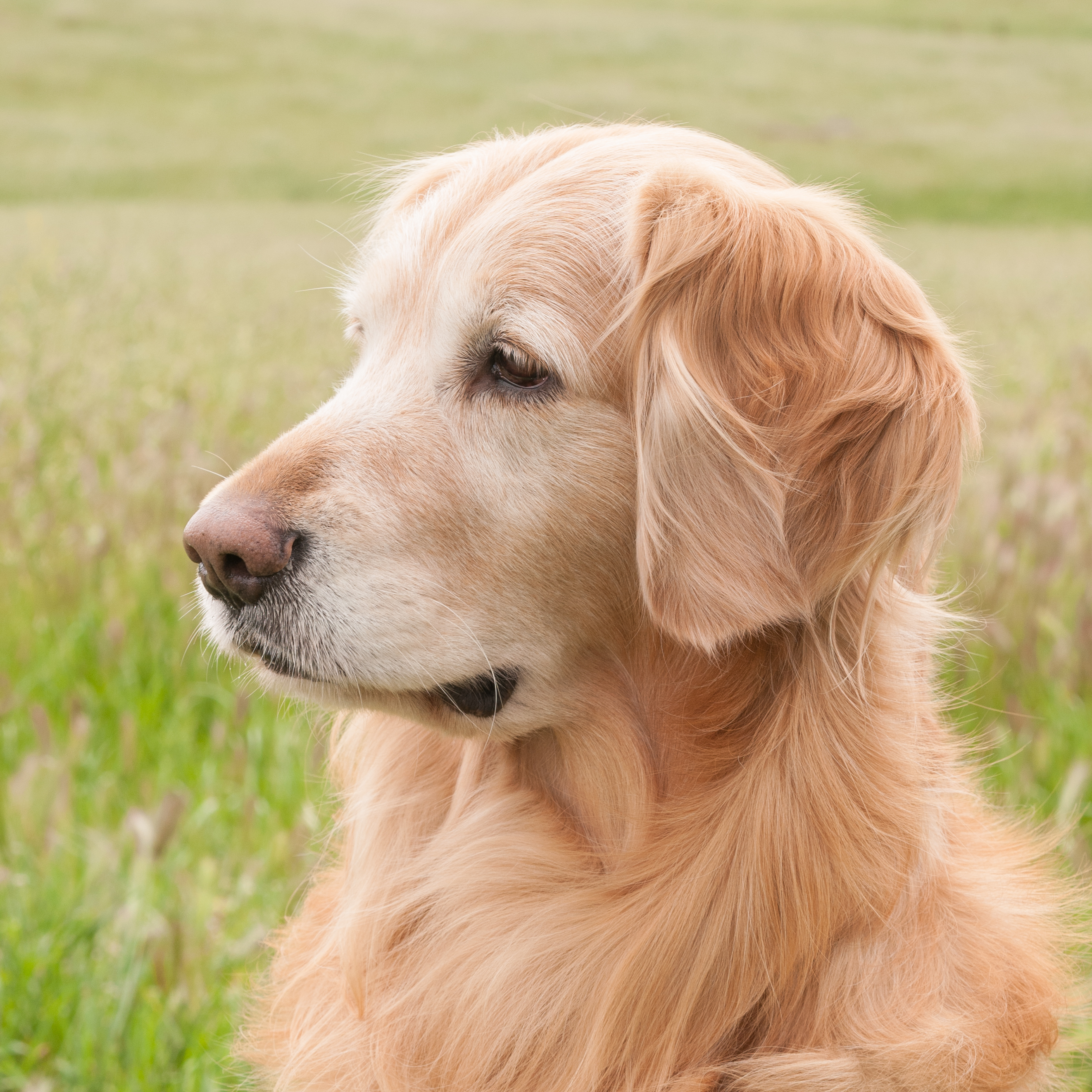 Portrait of puppy.