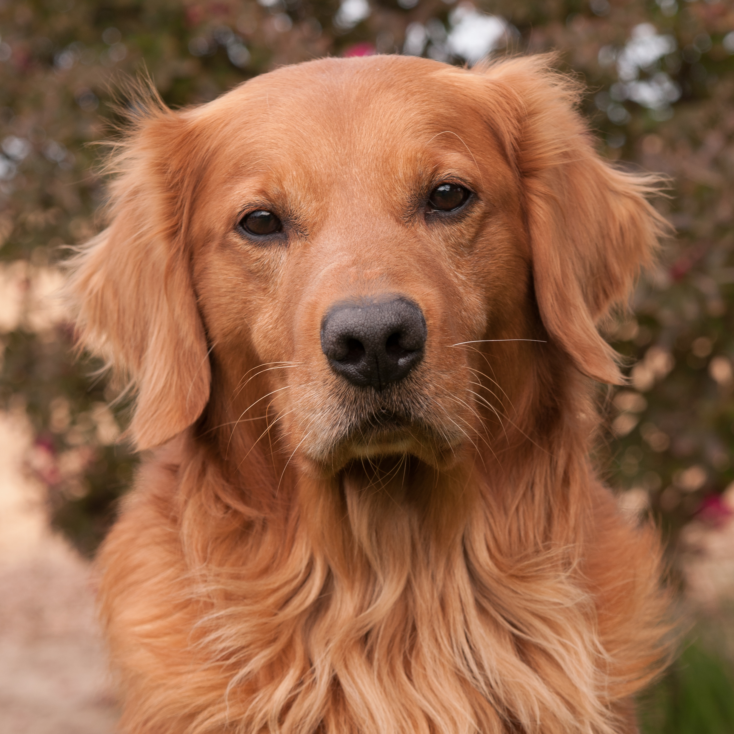 Portrait of puppy.