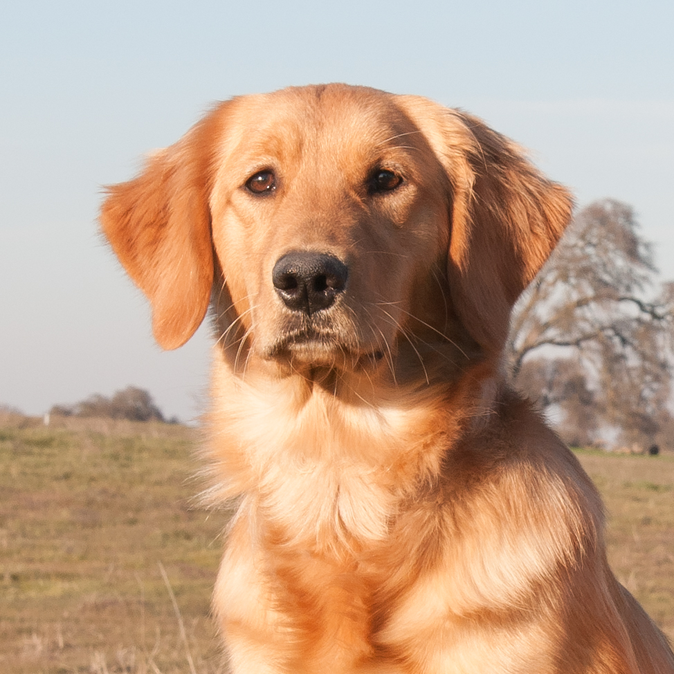 Portrait of puppy.