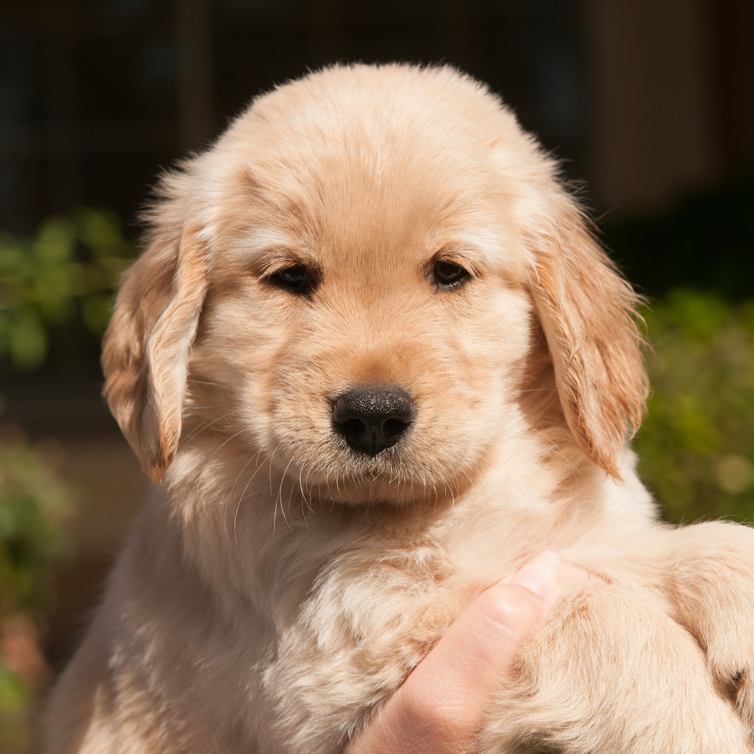 Portrait of puppy.