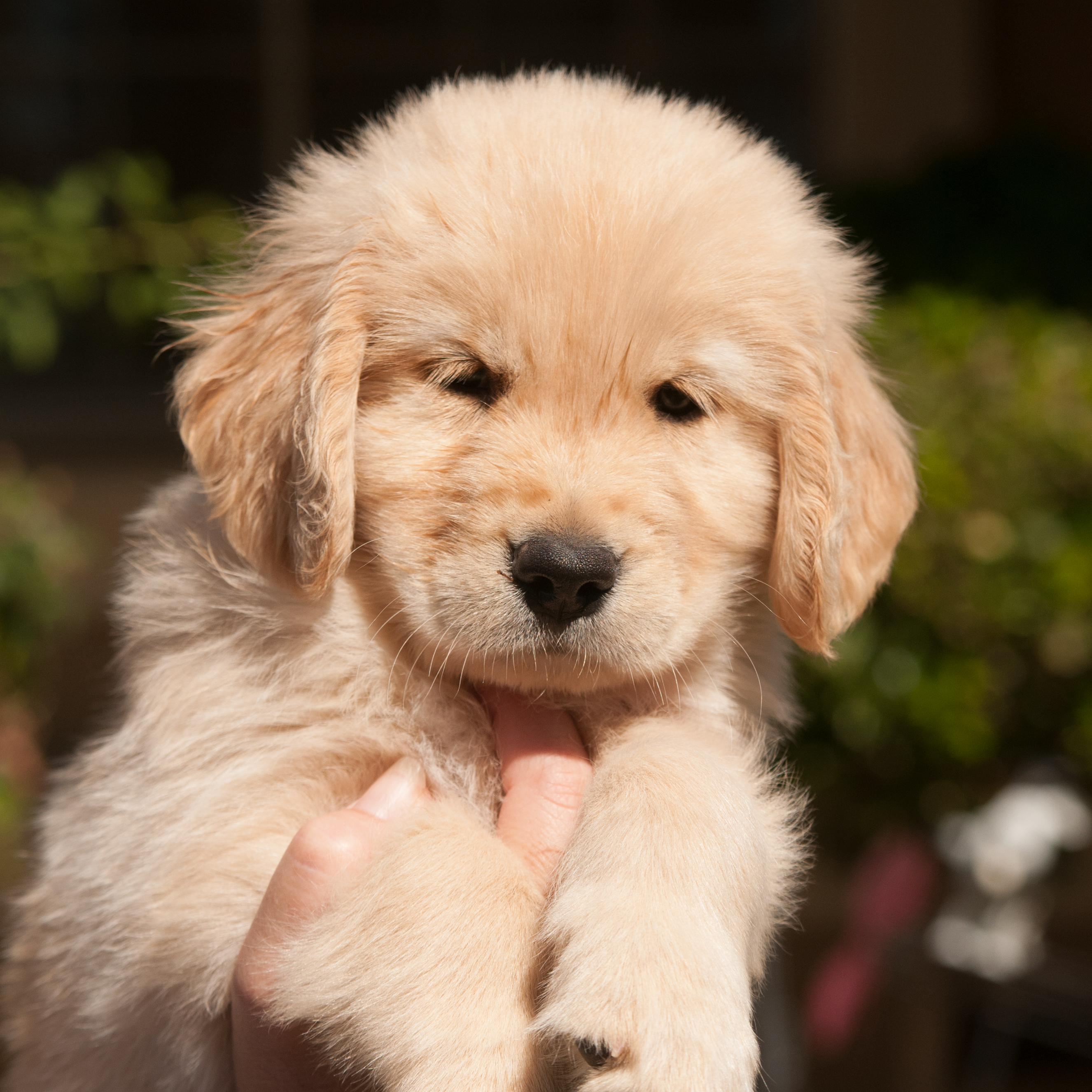 Portrait of puppy.