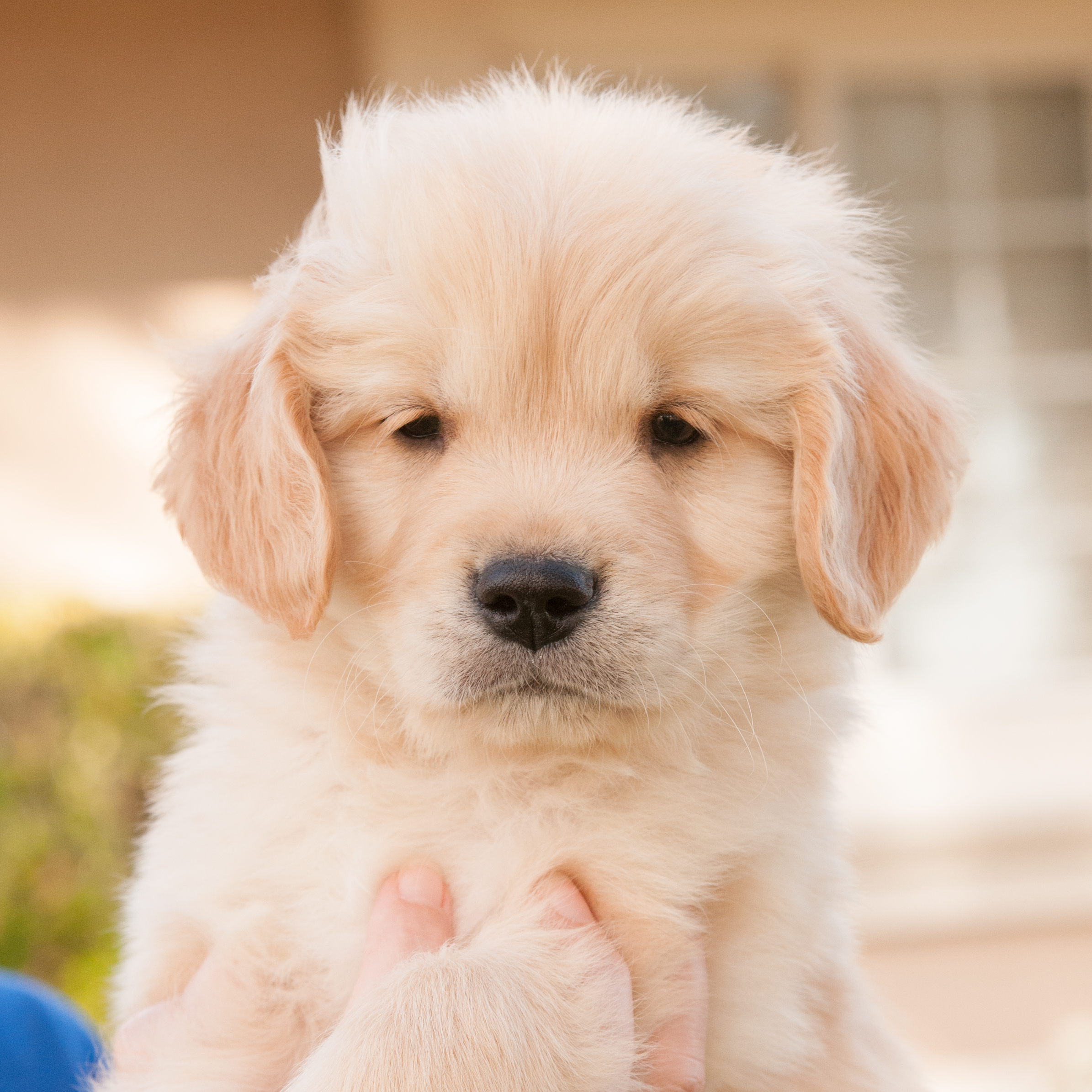 Portrait of puppy.