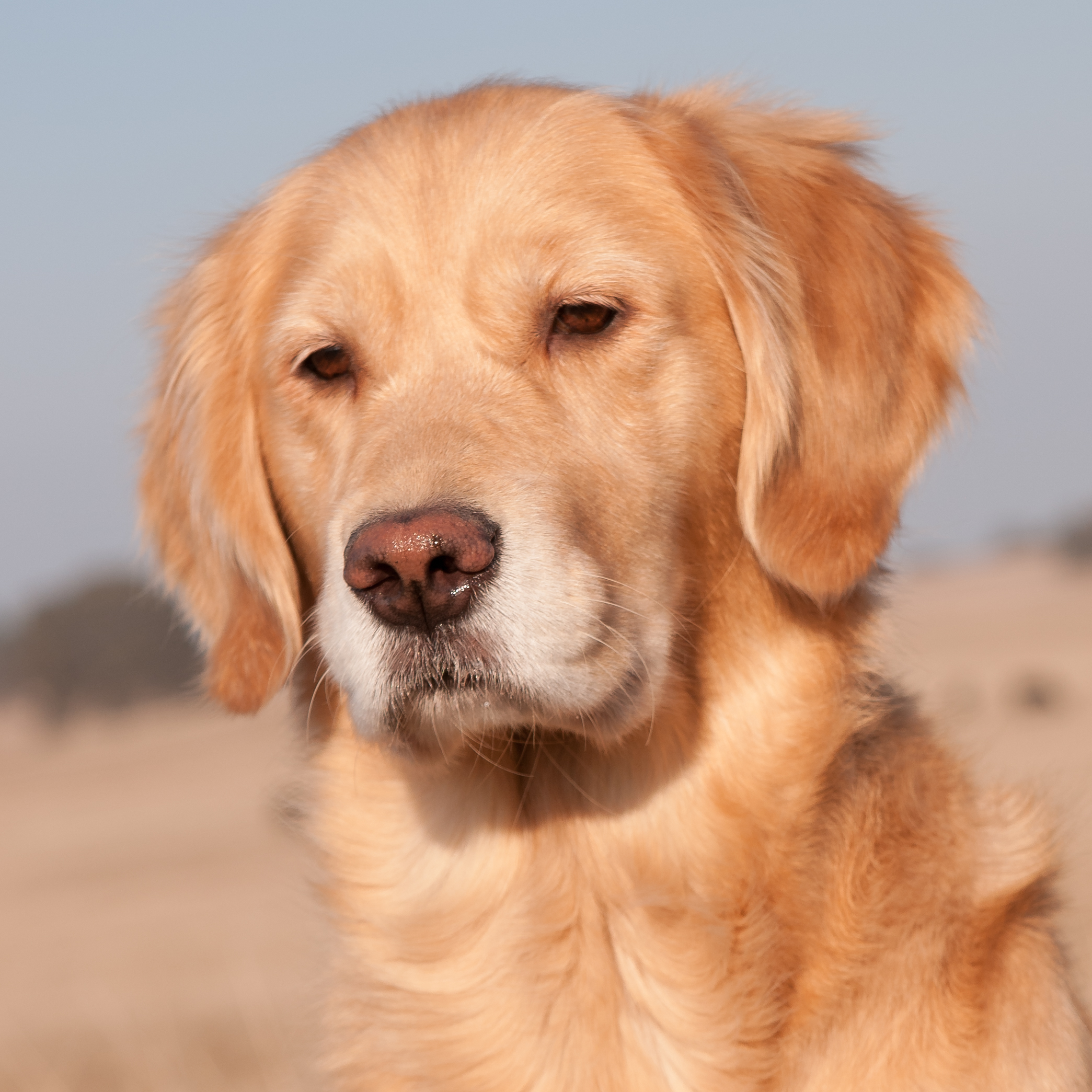 Portrait of puppy.