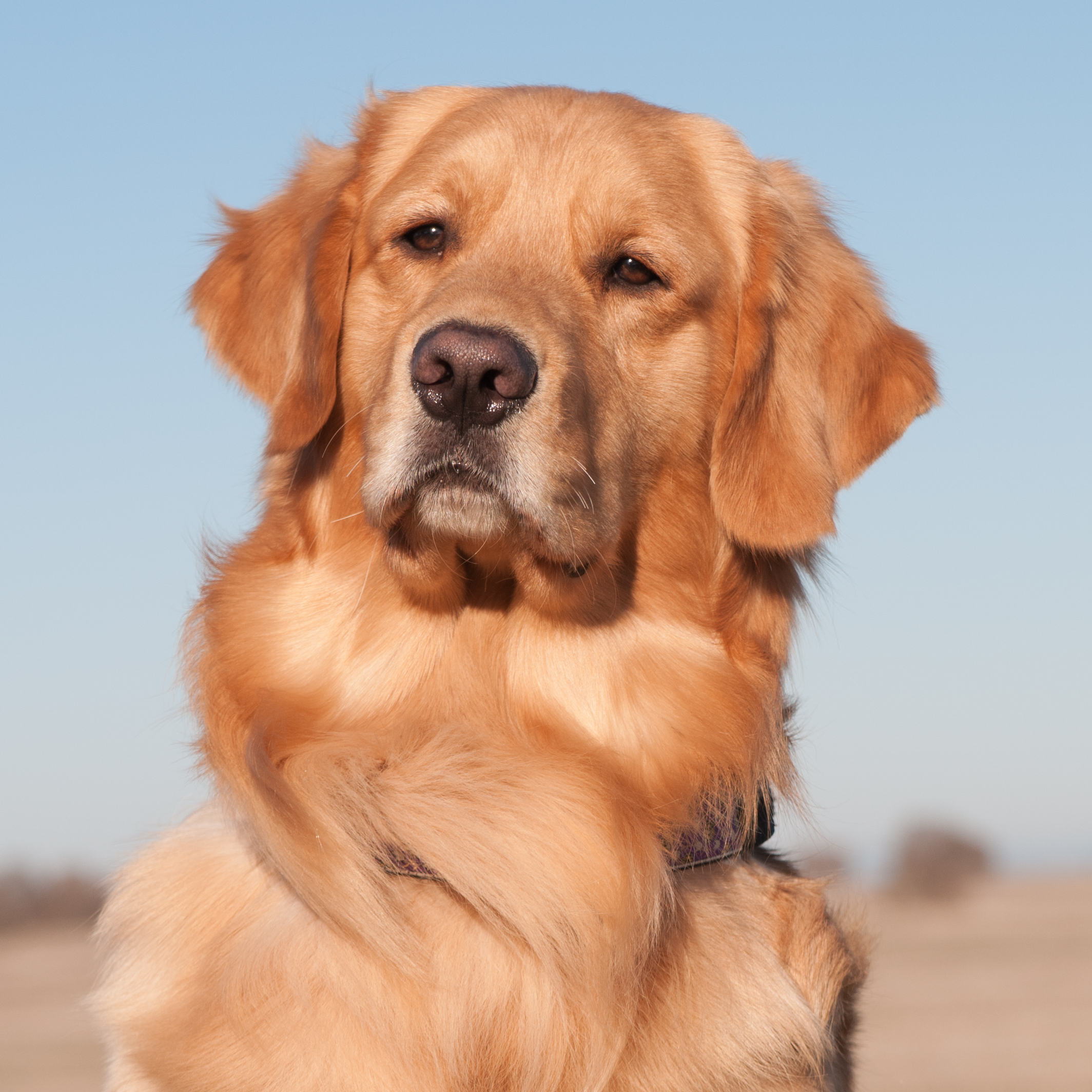 Portrait of puppy.