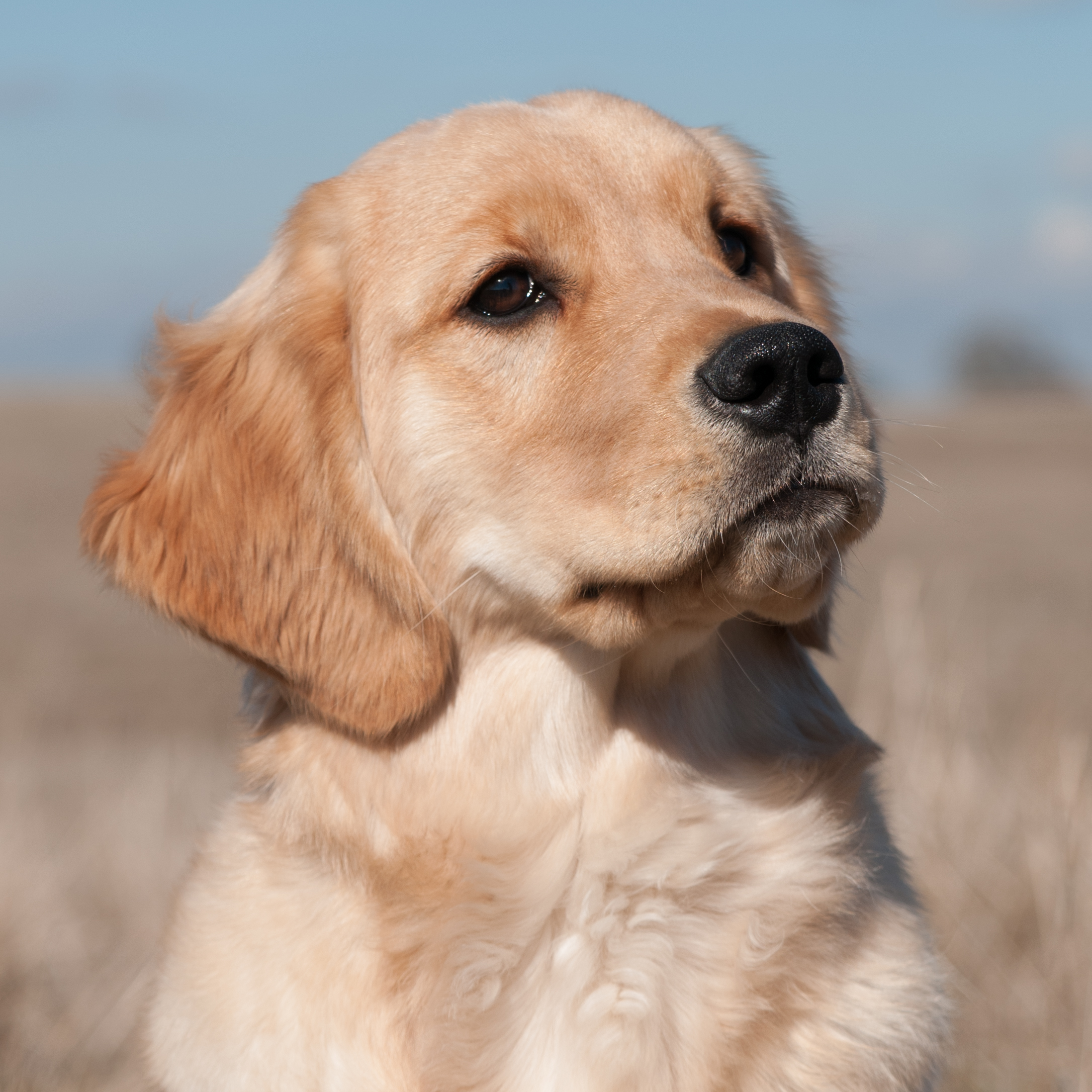 Portrait of puppy.