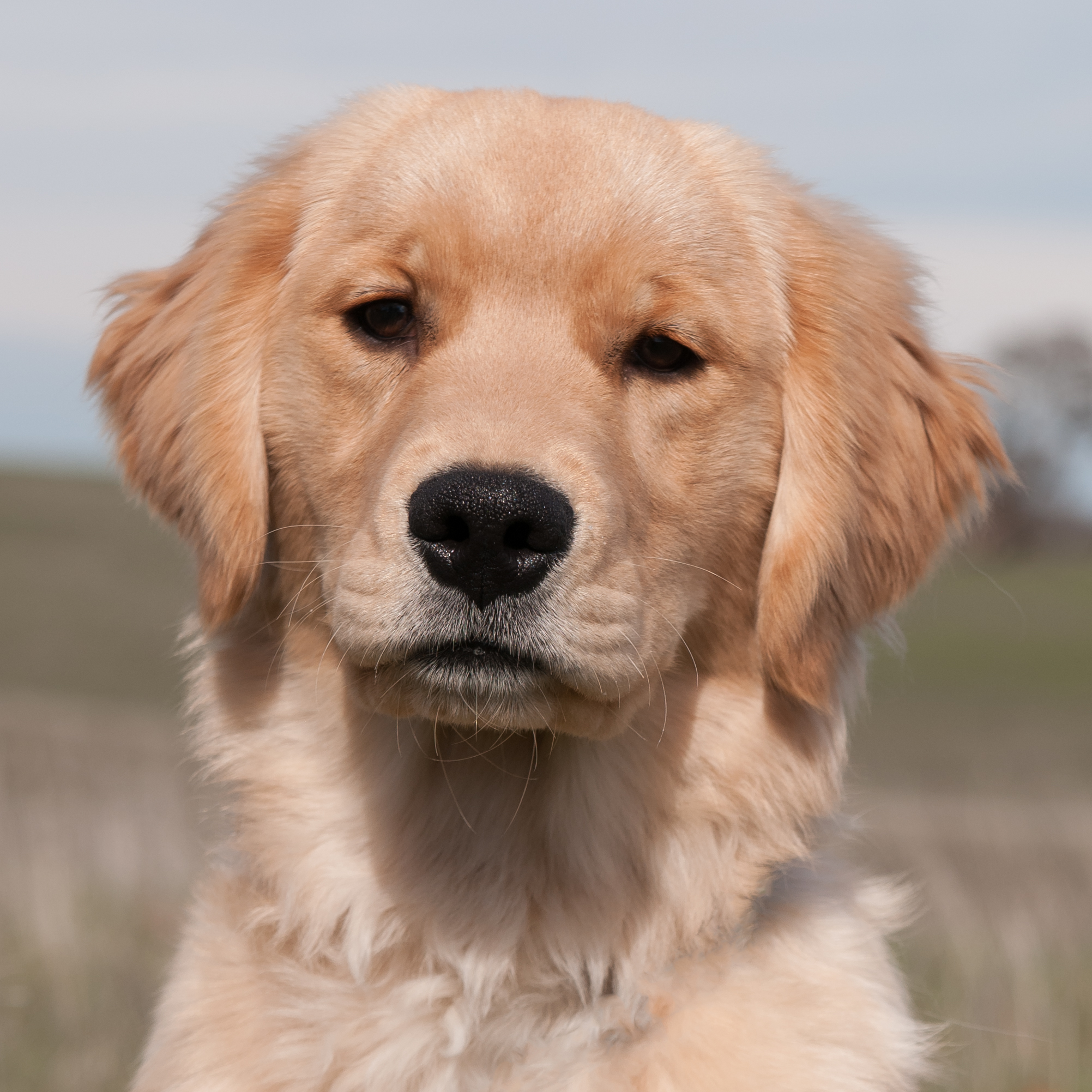 Portrait of puppy.