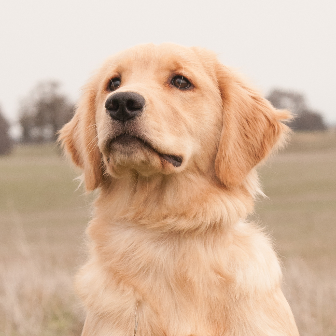 Portrait of puppy.