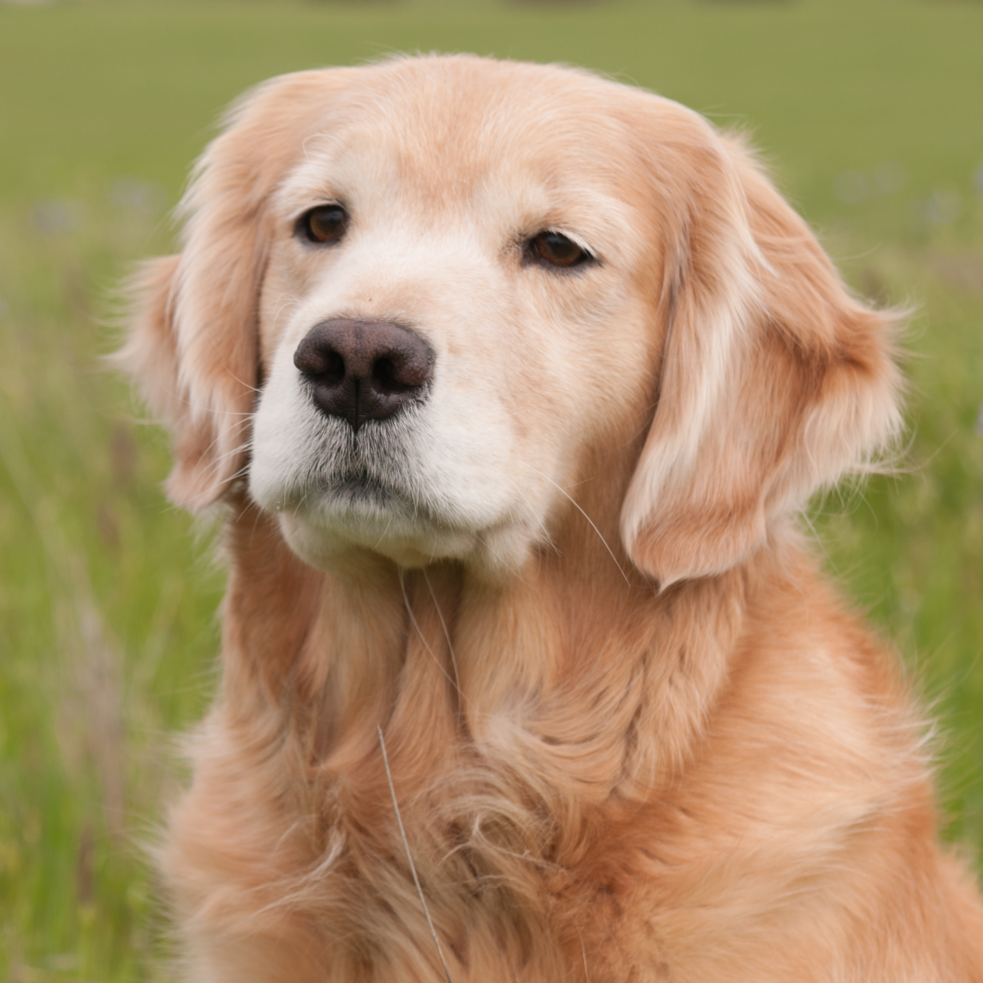 Portrait of dam.