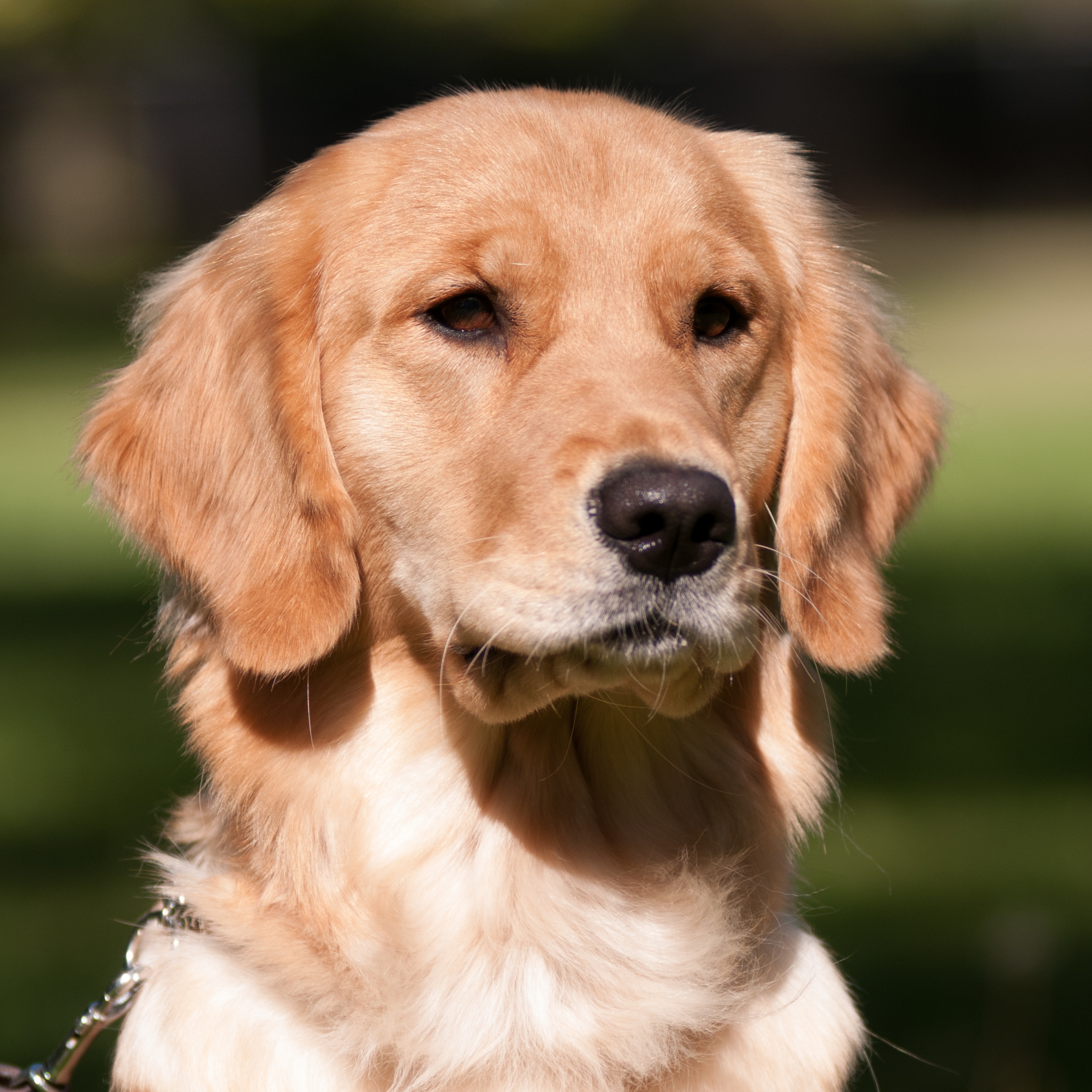 Portrait of puppy.