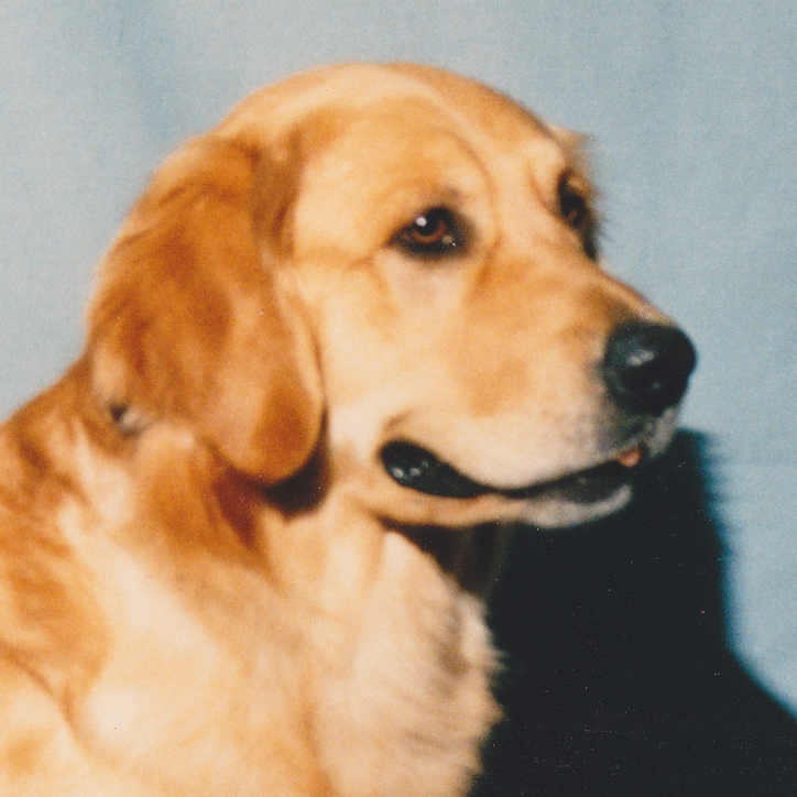 Portrait of puppy.