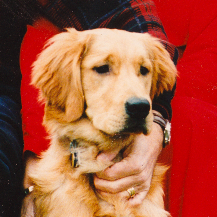 Portrait of puppy.