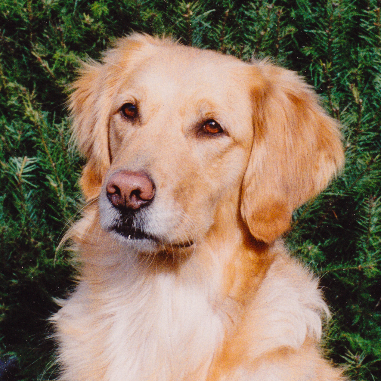 Portrait of puppy.