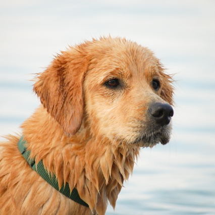 Portrait of puppy.