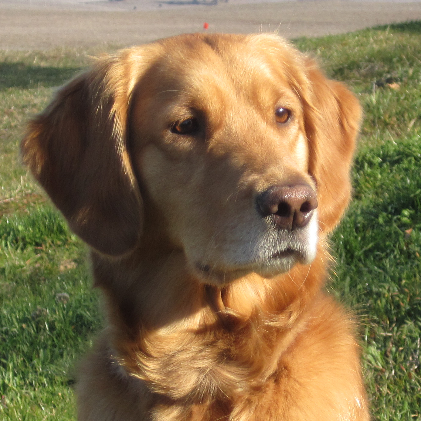 Portrait of puppy.