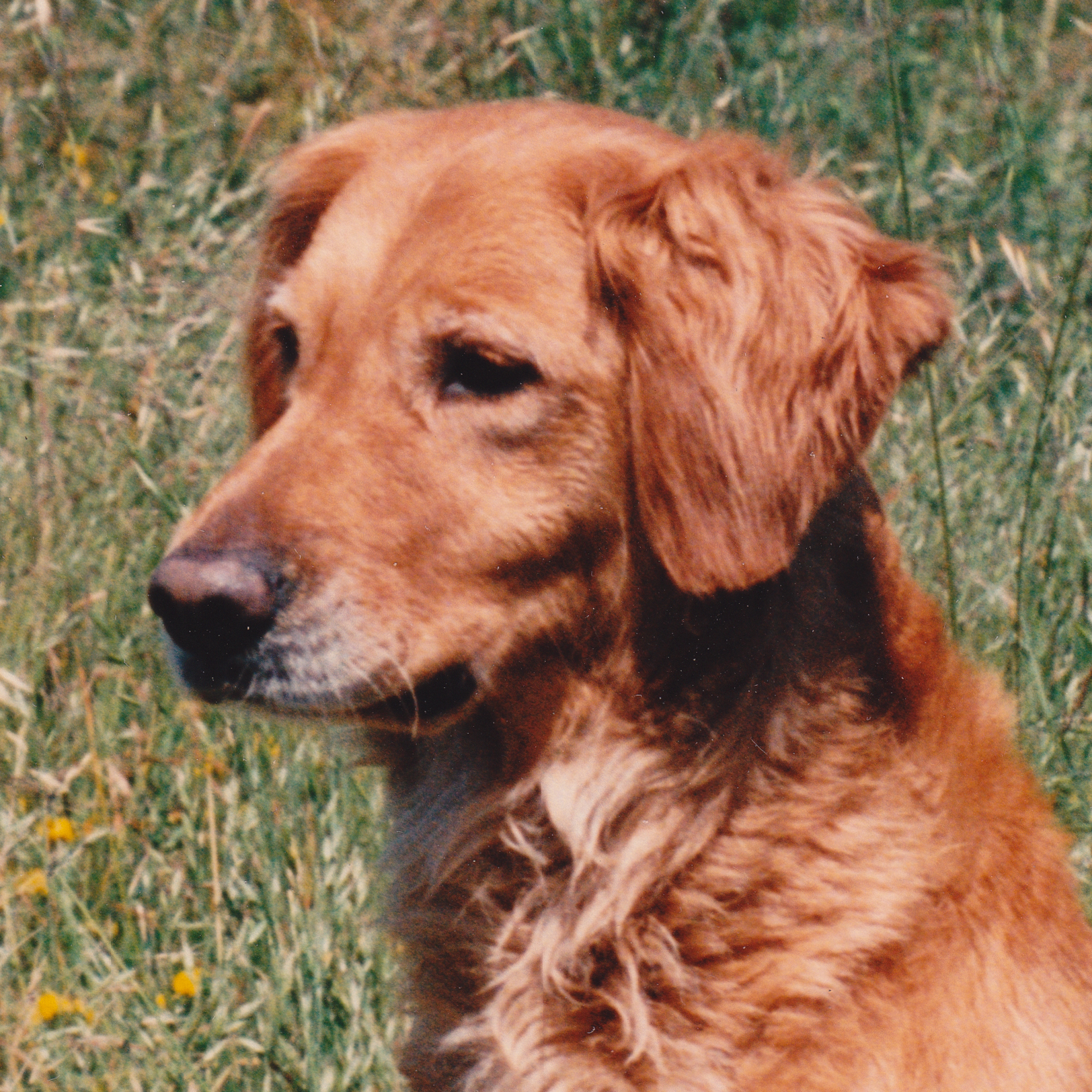 Portrait of puppy.