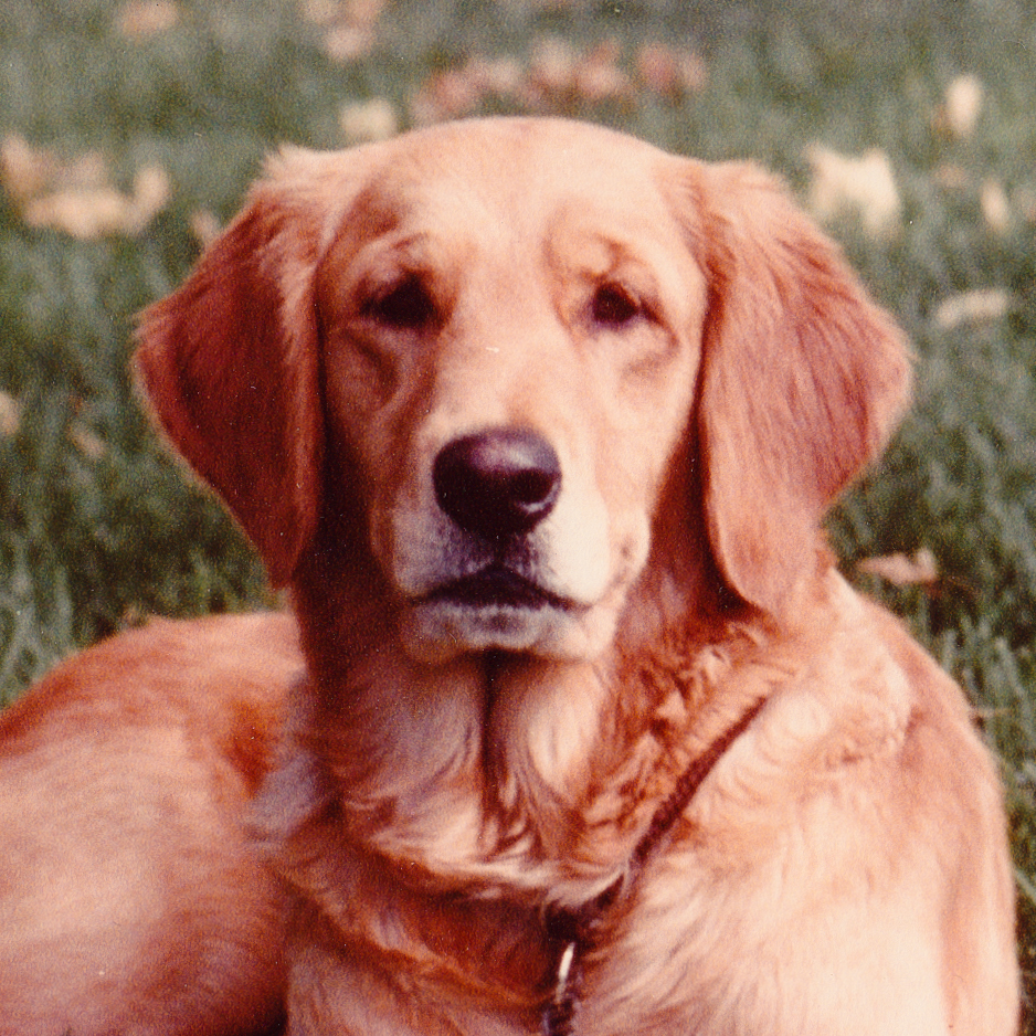 Portrait of dam.