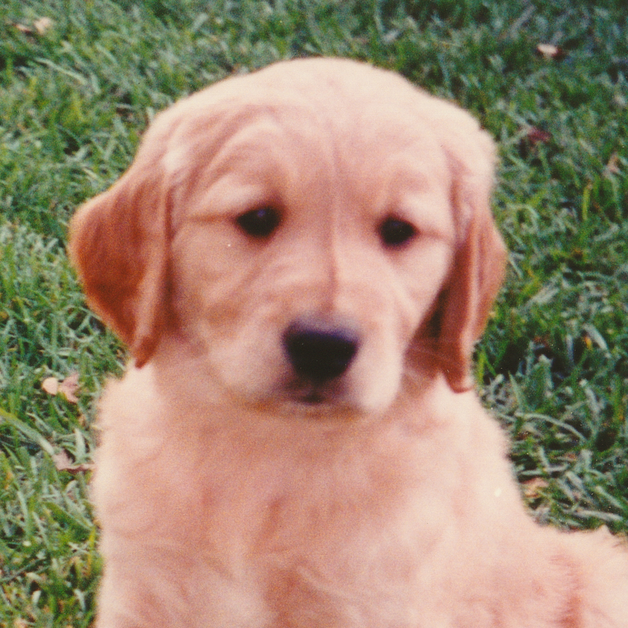 Portrait of puppy.