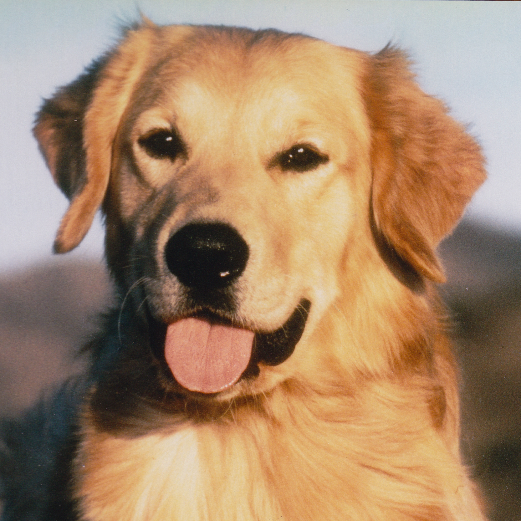 Portrait of puppy.