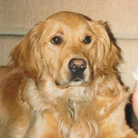 Portrait of puppy.