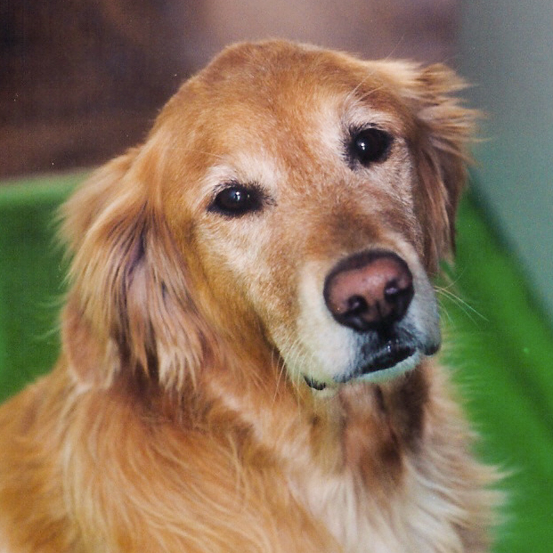 Portrait of puppy.