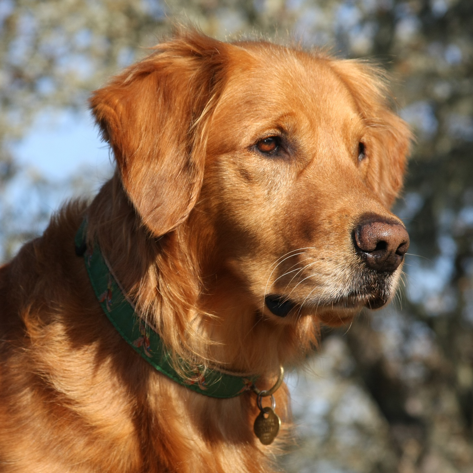 Portrait of puppy.