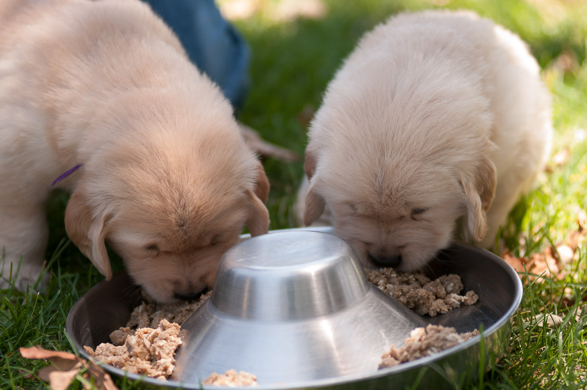 puppies-first-solid-food-dd-s-dog-training