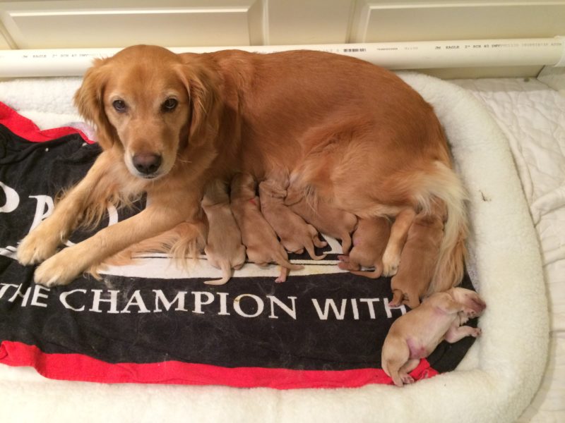 Glimmer with Her Pups