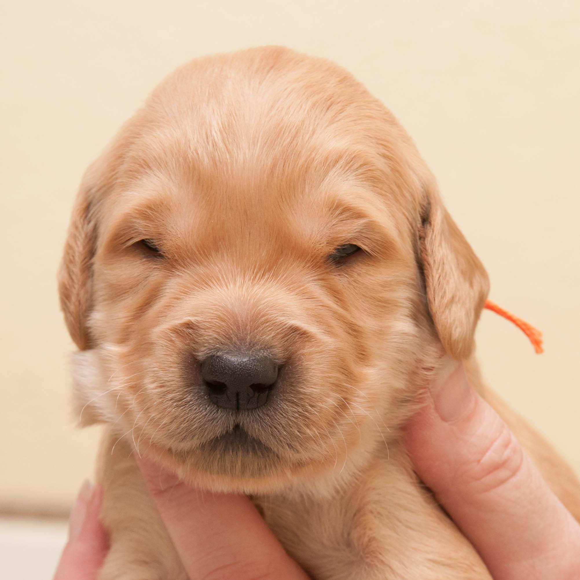 Portrait of puppy.