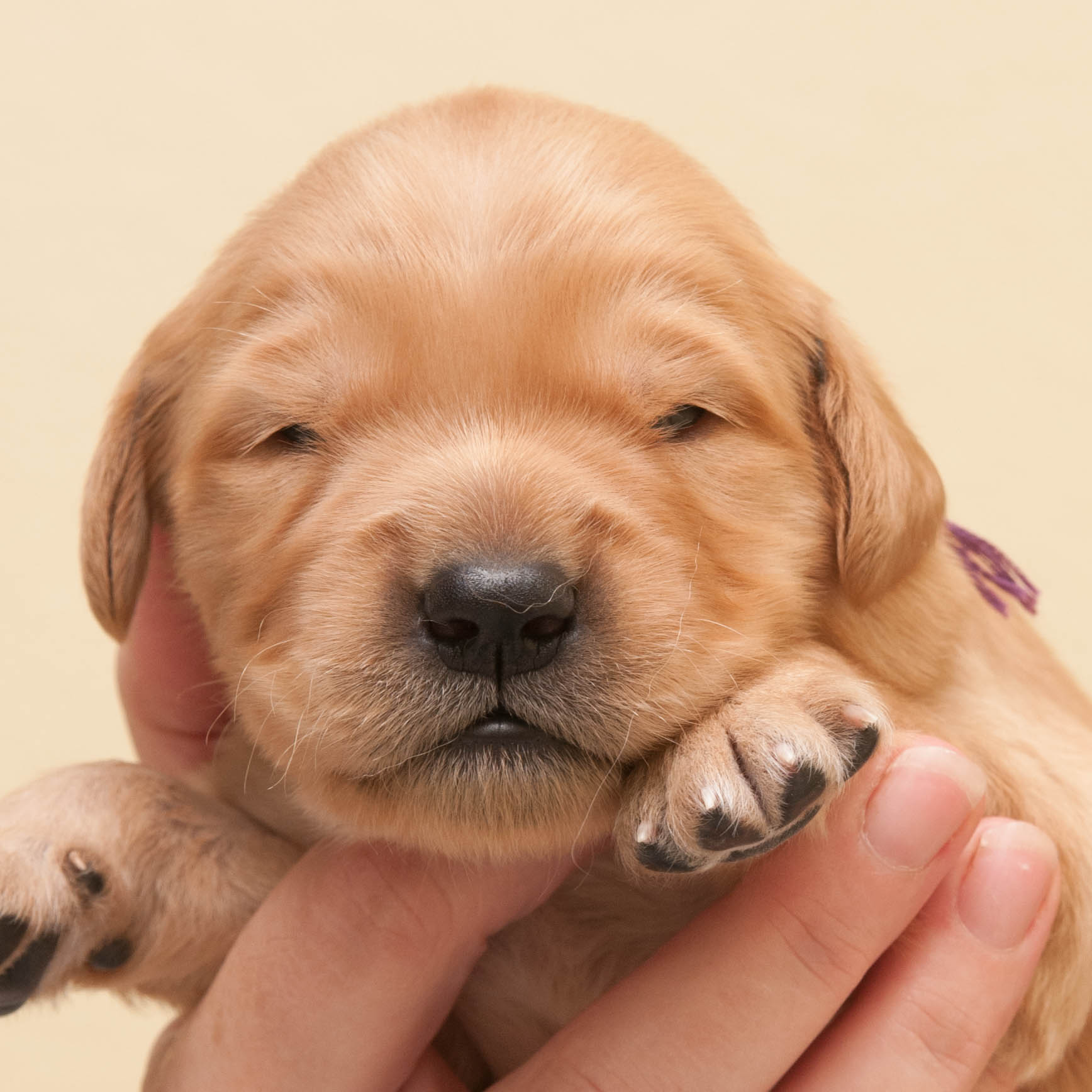 Portrait of puppy.